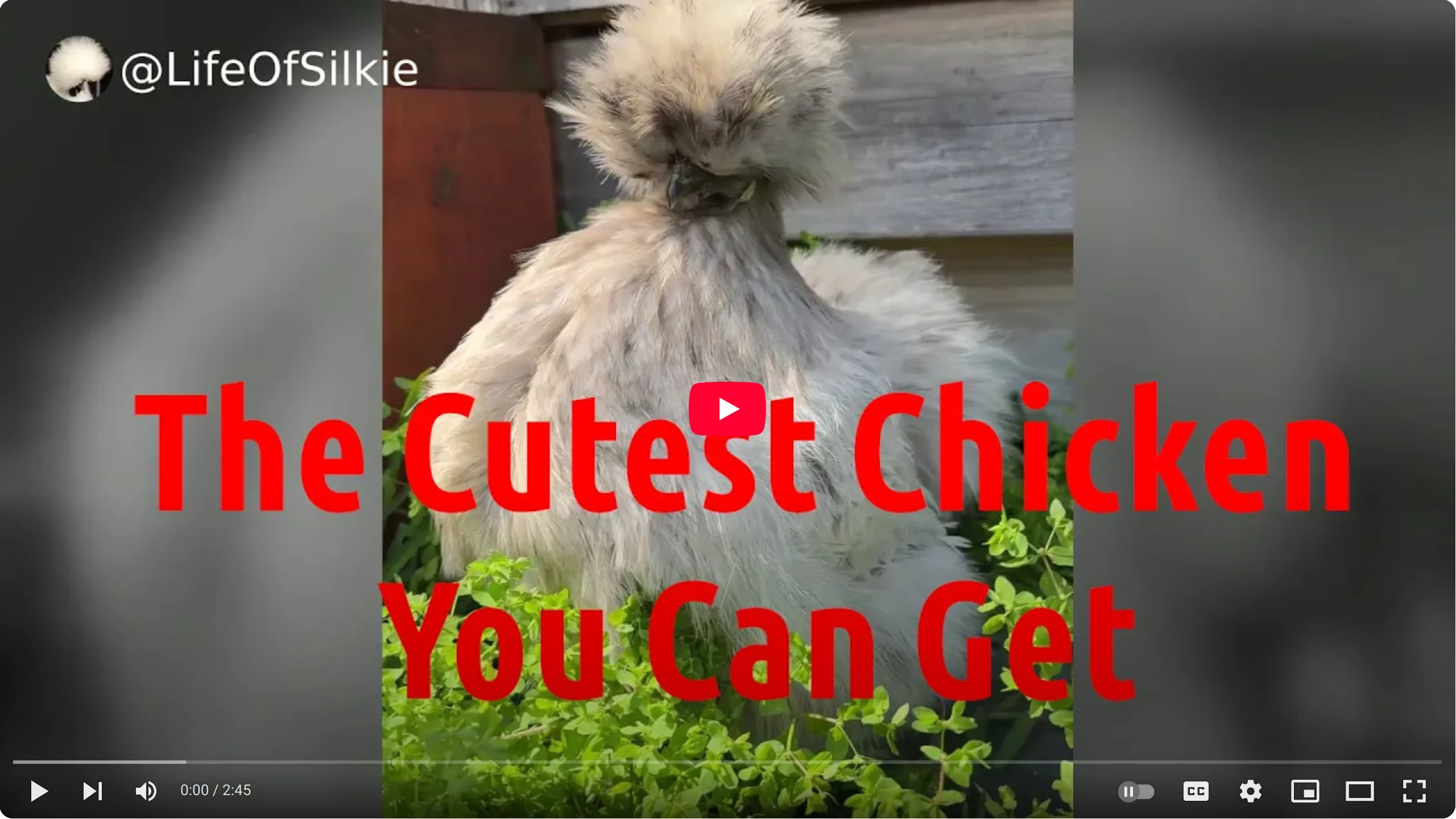 Life Of Silkie