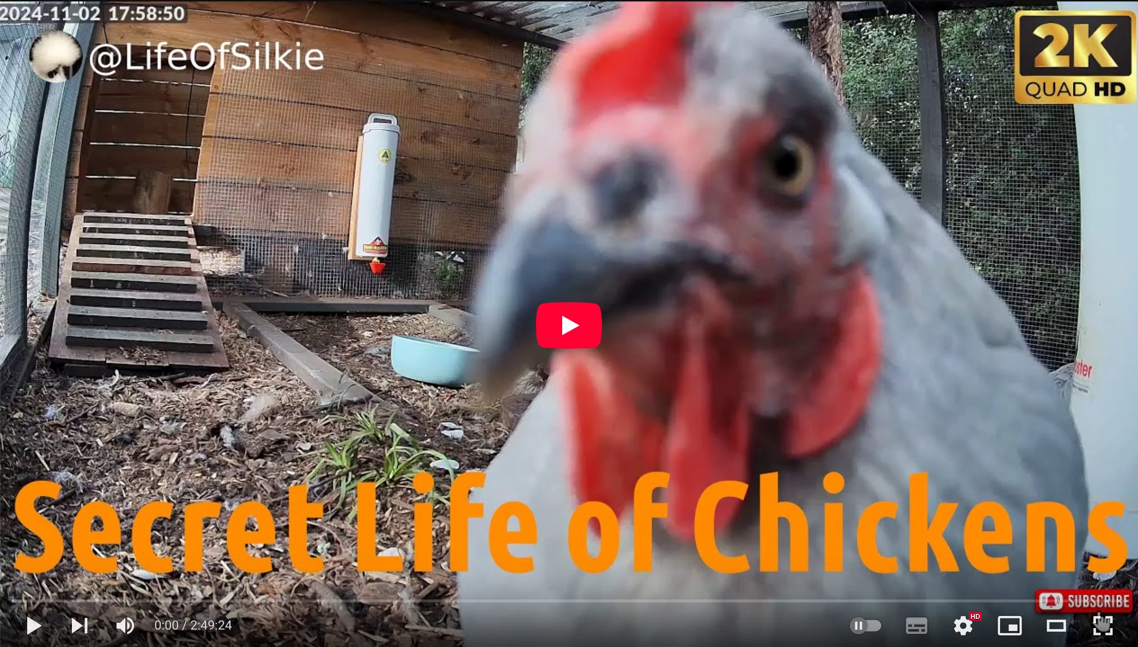 Life Of Silkie