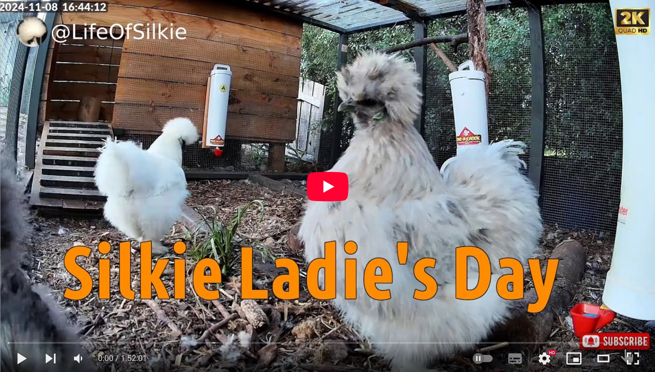 Life Of Silkie